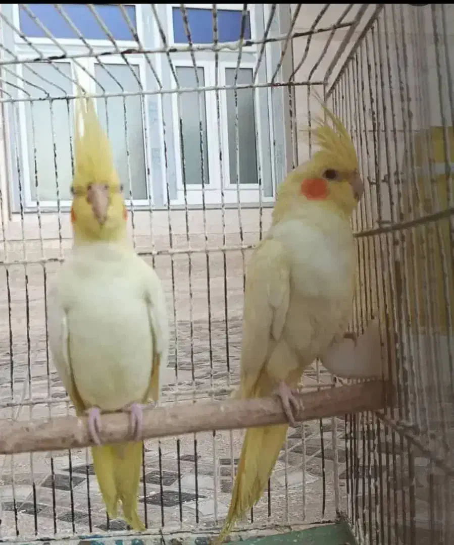 جوجه عروس هلندی لوتیتو زعفرونی|پرنده|مرودشت, کناره|دیوار