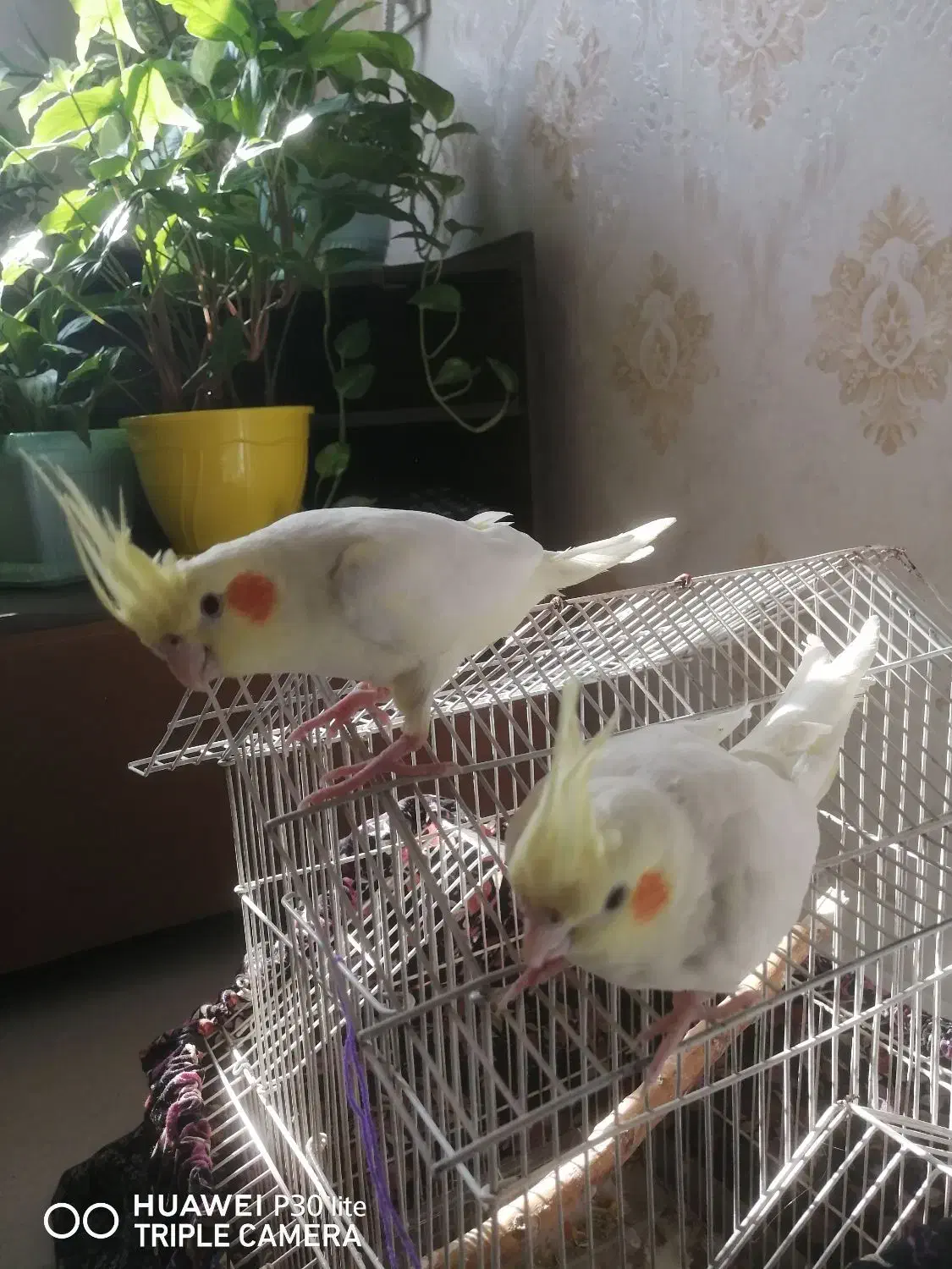 عروس هلندی|پرنده|کرج, شهرک امام رضا (ع)|دیوار