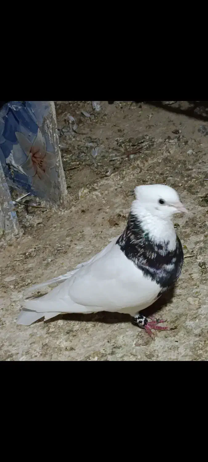 طوقی شادگان|پرنده|شادگان, |دیوار