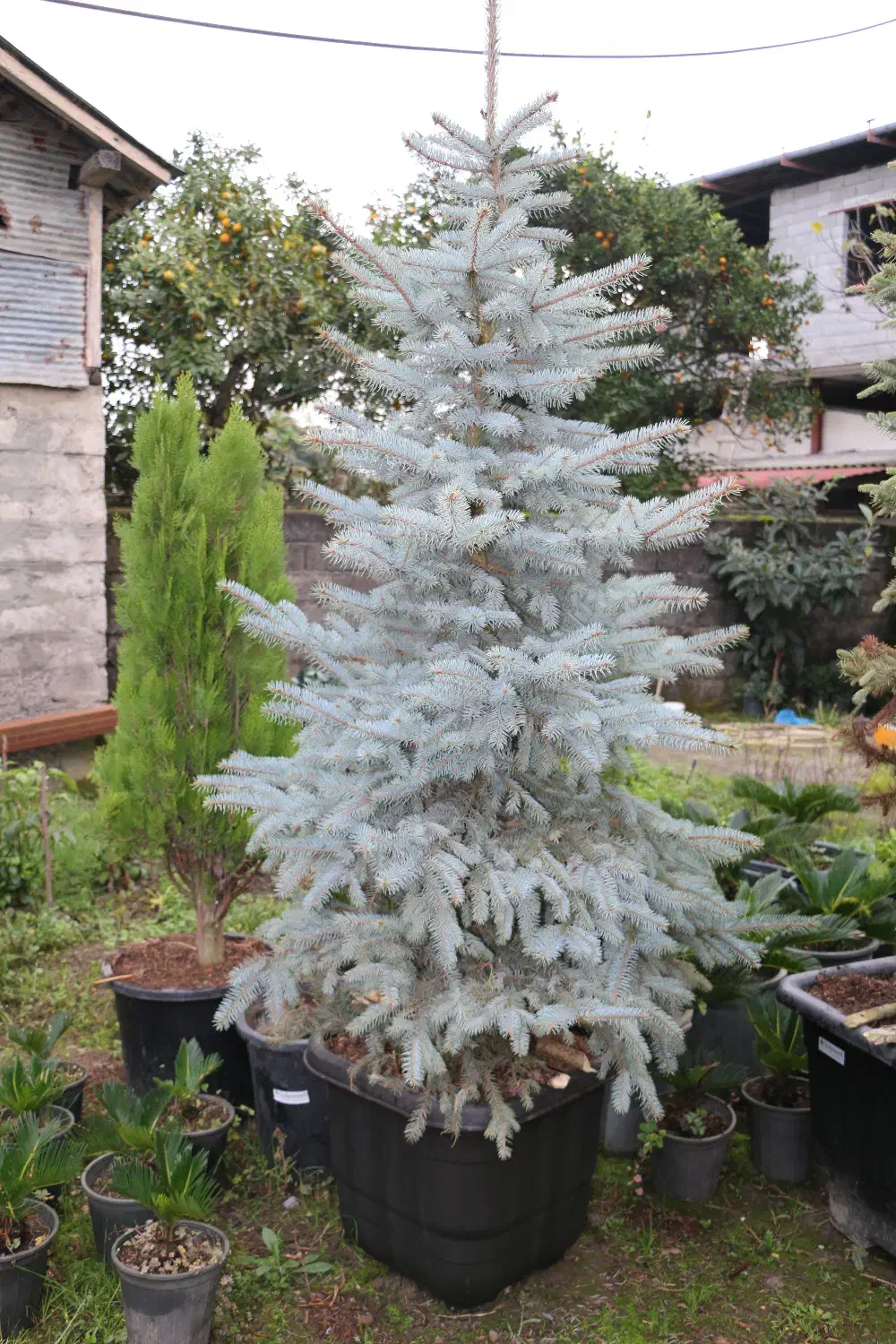 کاج نوئل آبی لوکس توپر برای فضای سبز و کریسمس|گل و گیاه طبیعی|شیرود, |دیوار