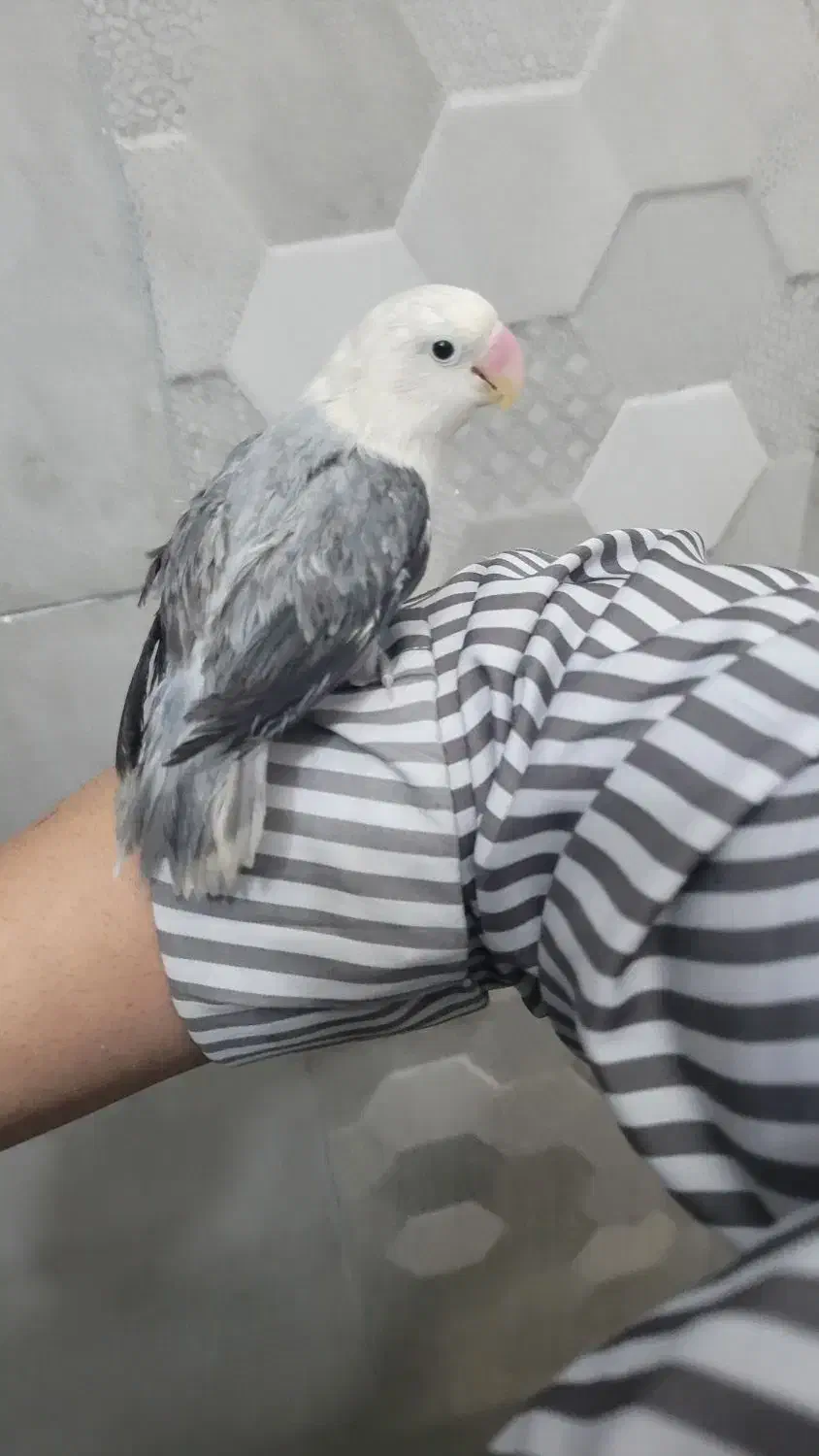 کوتوله کلا سفید|پرنده|کرمان, |دیوار