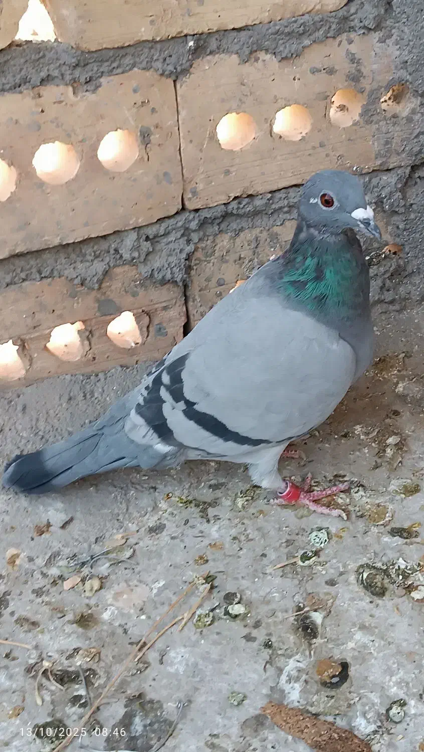 کبوتر سبز ماده|پرنده|تربت جام, معدآباد|دیوار