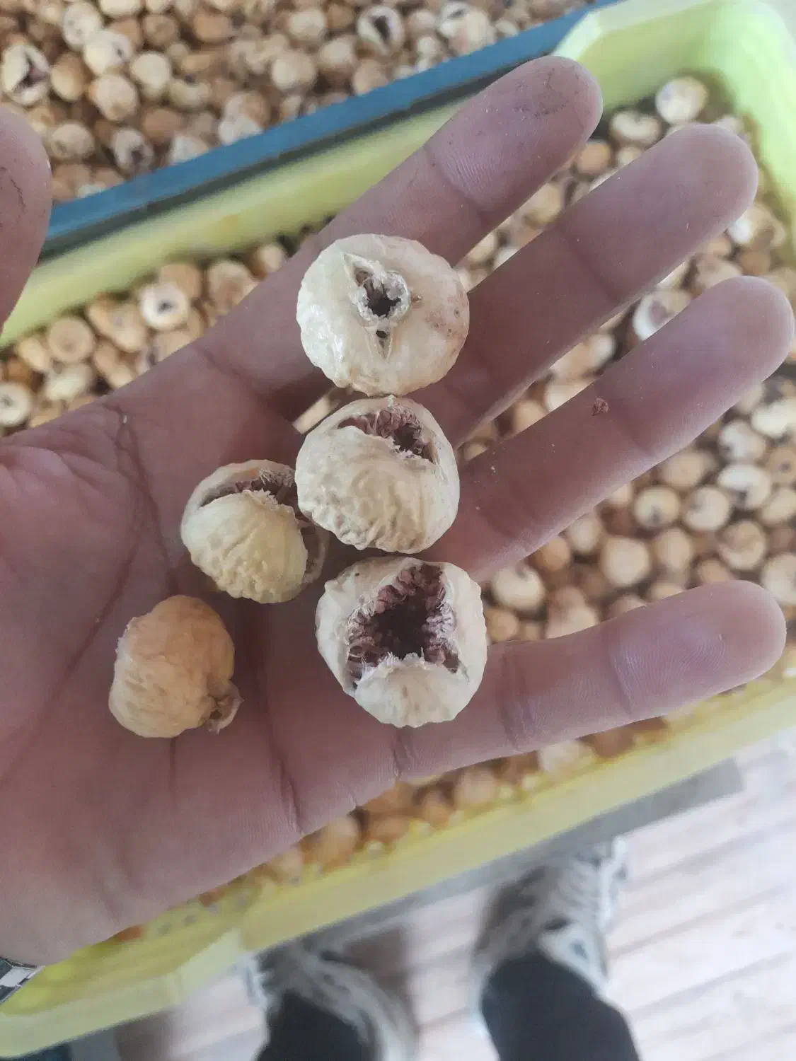 گل محمدی و انجیر   (ضایعات )|خوردنی و آشامیدنی|شیراز, گل سرخ|دیوار