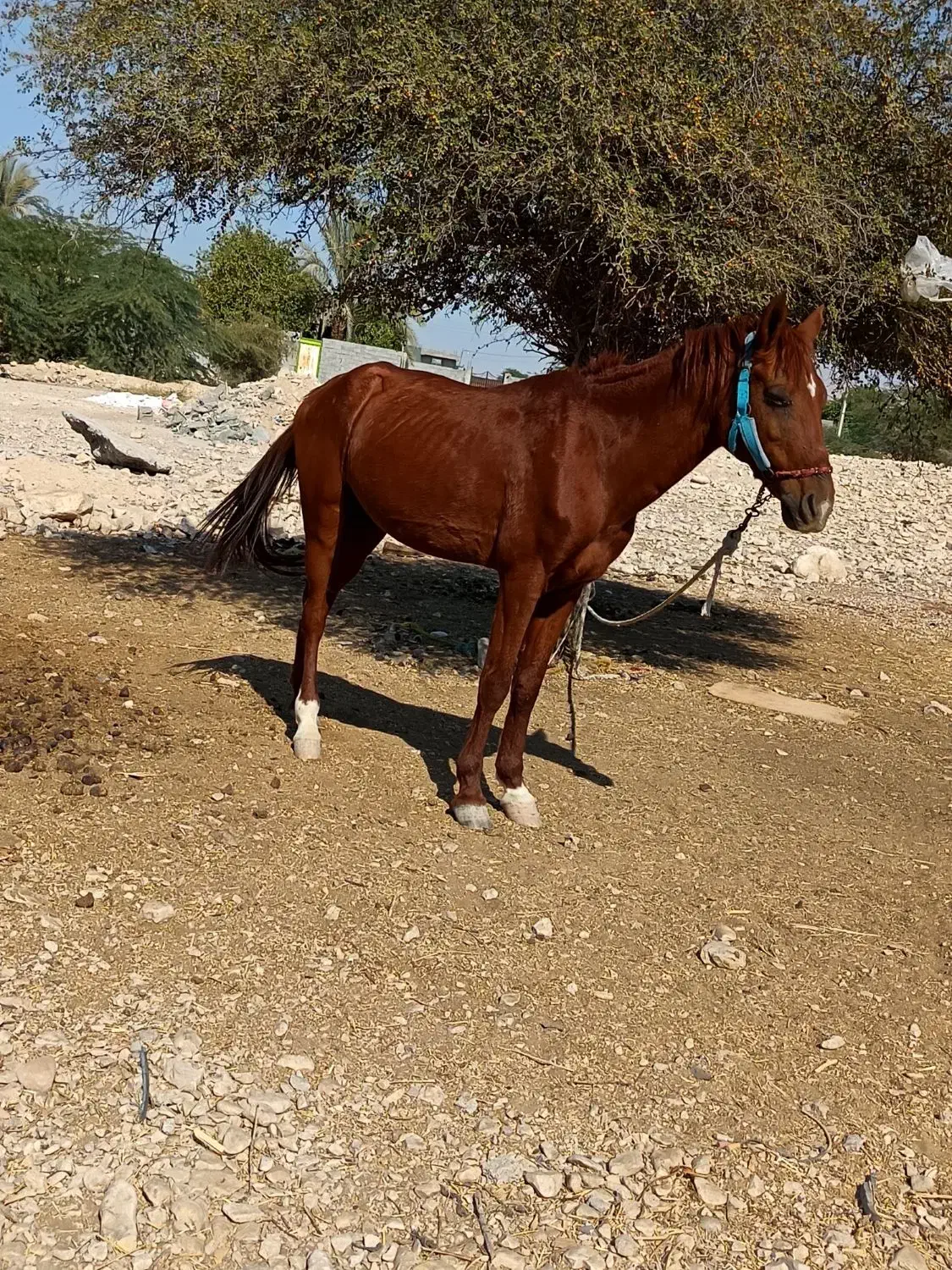 اسب سواری|اسب و تجهیزات اسبسواری|برازجان, |دیوار