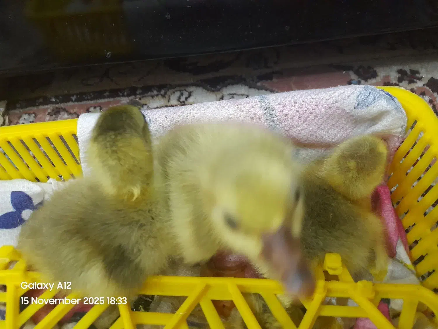 ۴ عدد جوجه غاز ۳ روزه|حیوانات مزرعه|گلوگاه بابل (گلیا), |دیوار