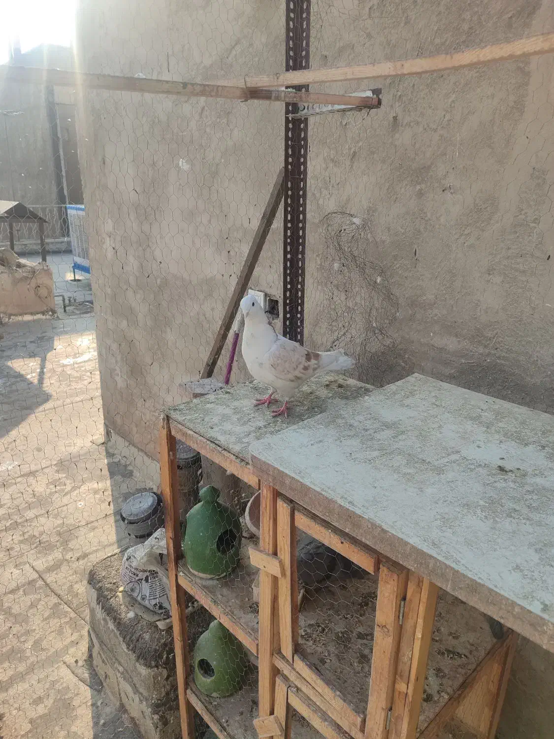 کبوتر|پرنده|ری, شهید غیوری (ابن باویه)|دیوار