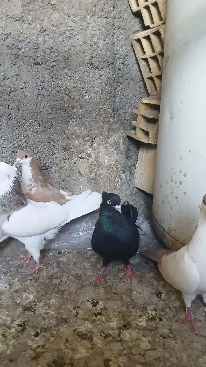 زاغ|پرنده|یزد, |دیوار