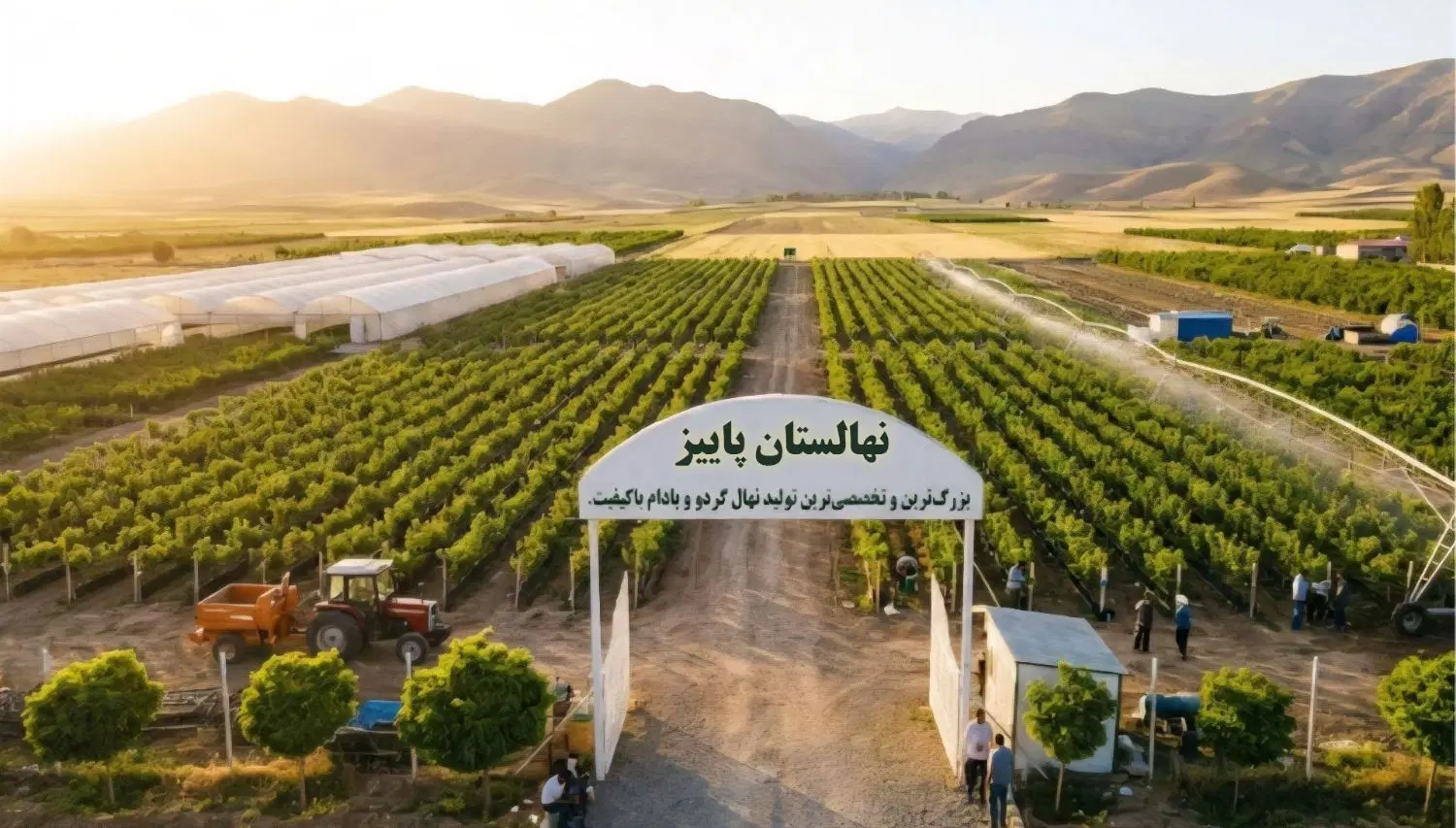 کم آب ترین مقاوم ترین بادام تونو ایتالیایی|خدمات باغبانی و درختکاری|کرمانشاه, |دیوار