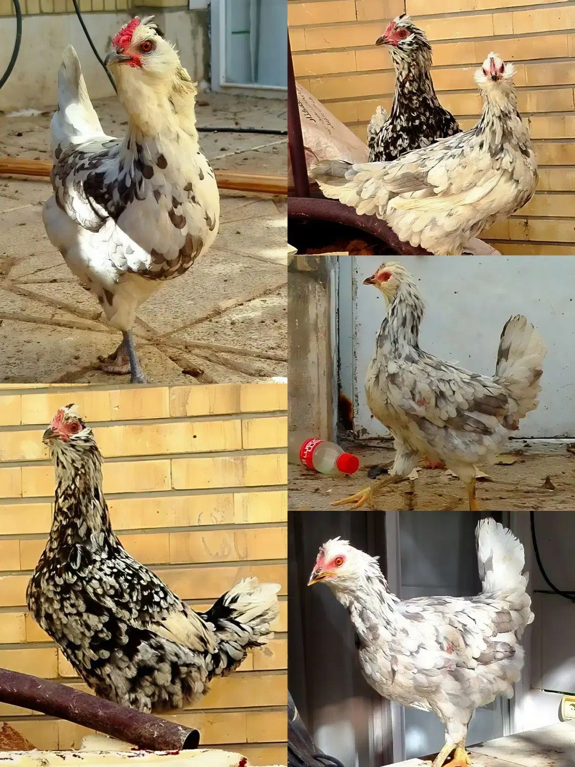 ۴ عدد مرغ گلین طوسی عتیقه|حیوانات مزرعه|فولادشهر, زاینده رود|دیوار