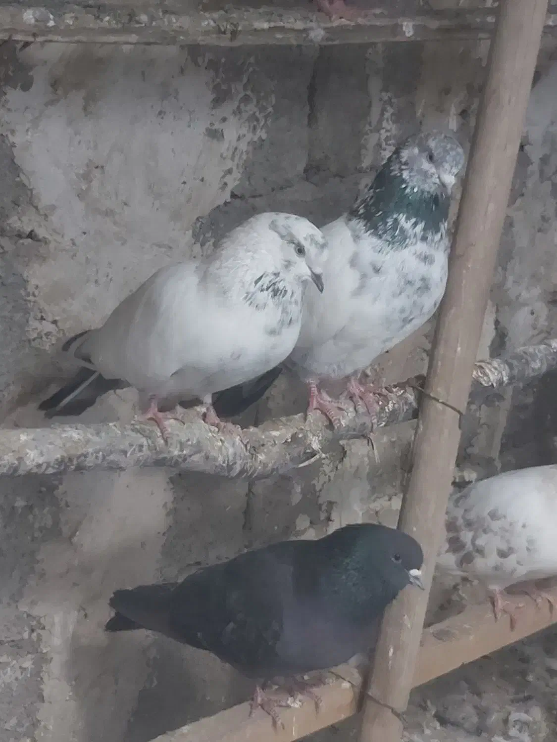 مایه کفتر|پرنده|هشتگرد, ینگی امام|دیوار