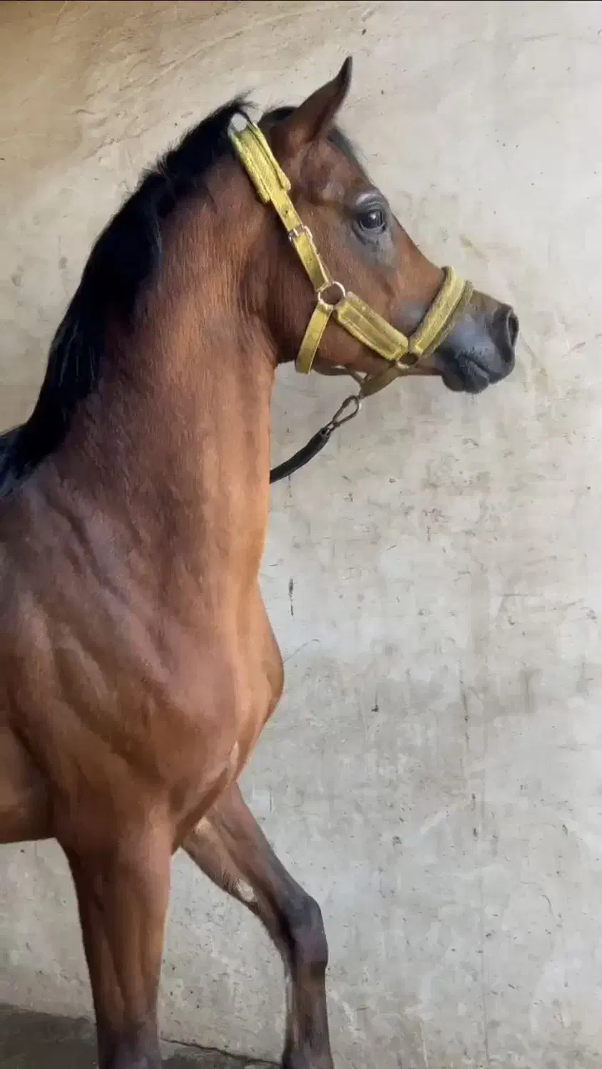 نریان عرب مصری دوسر وارداتی|اسب و تجهیزات اسب‌سواری|شهریار, شهرک مصطفی خمینی|دیوار