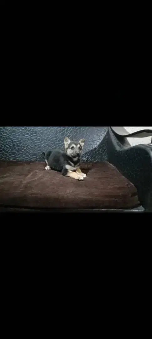 ژرمن توله|سگ|هشتگرد, قاسم آباد بزرگ|دیوار