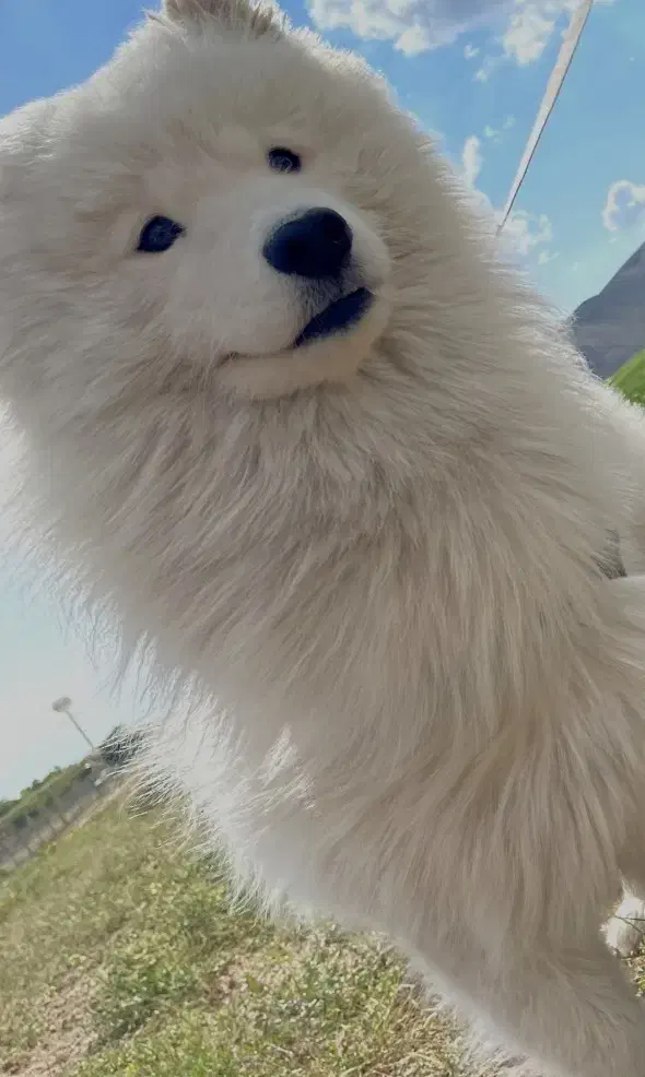 سگ سامویید نر / کشش|سگ|ابهر, |دیوار