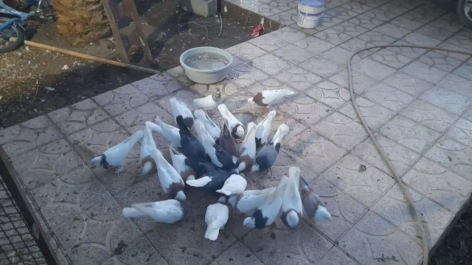 دیوار|پرنده|بم, |دیوار