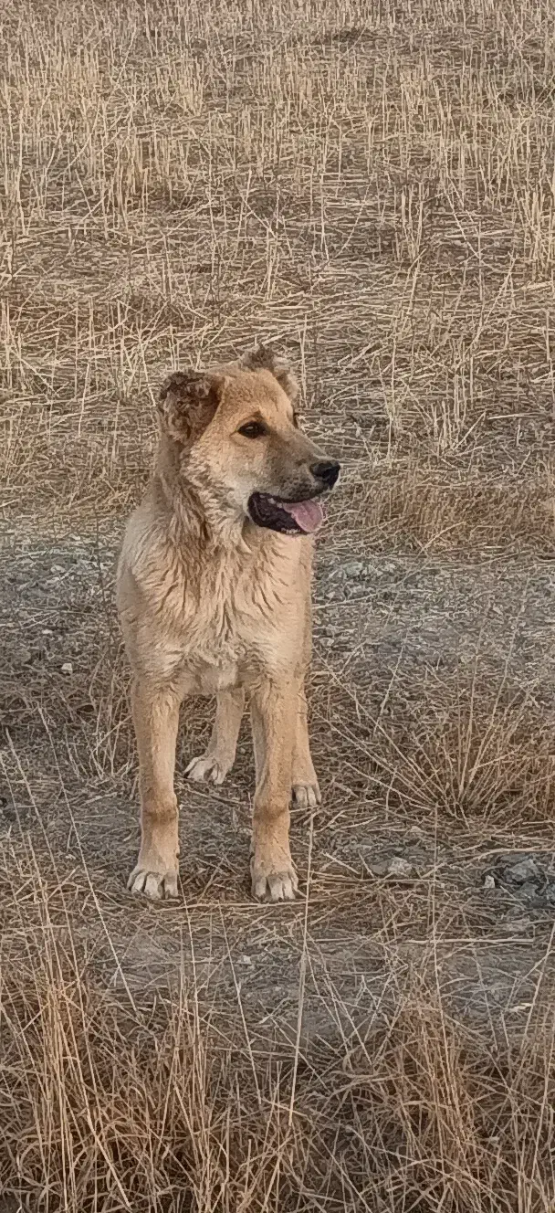 سگ گم شده|حیوانات|باغ حلی, |دیوار