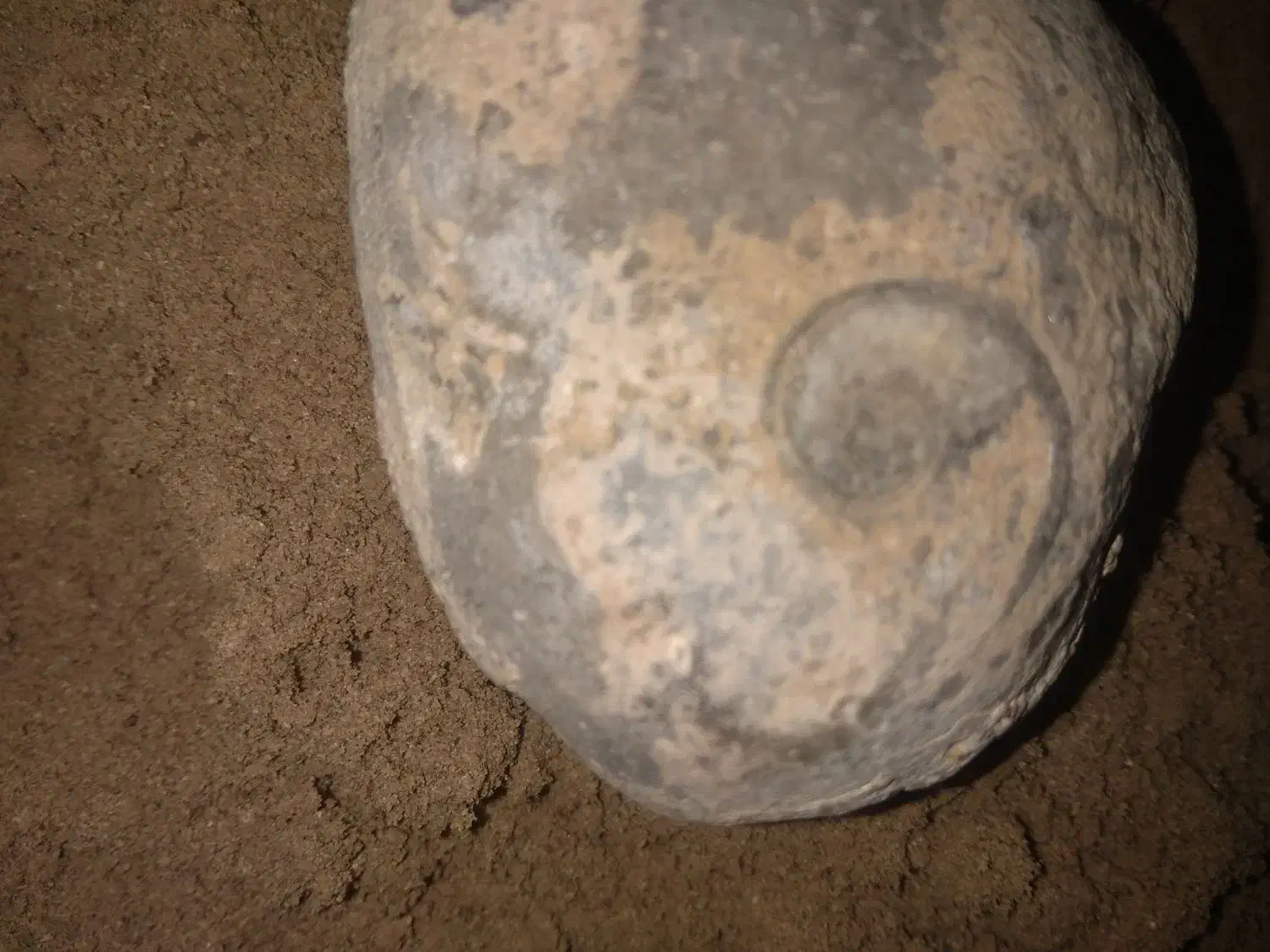 سنگ فوصیل دارچندمیلیونی|کلکسیون اشیاء عتیقه|شوشتر, |دیوار