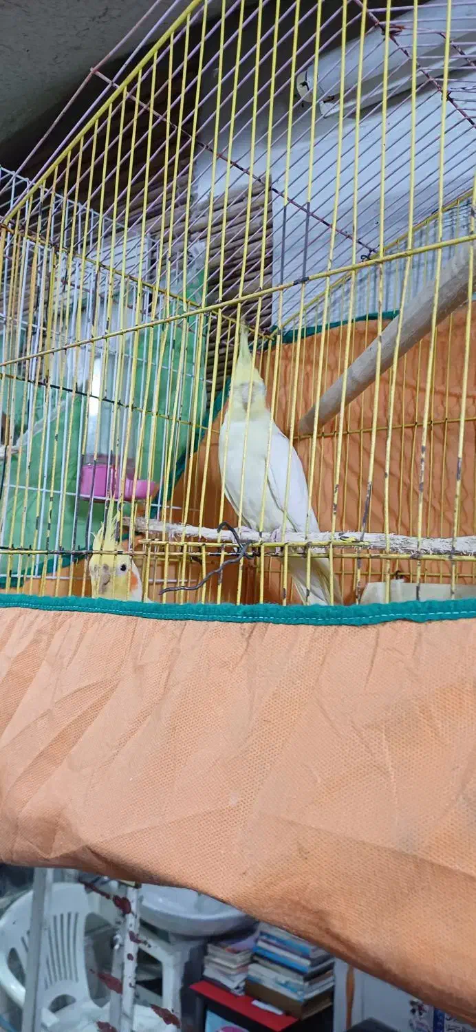 پرنده|پرنده|مینودشت, |دیوار