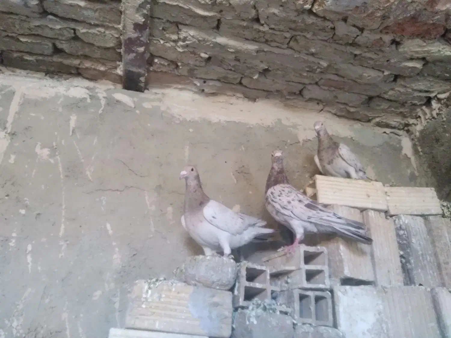 کبوتر|حیوانات|همدان, |دیوار
