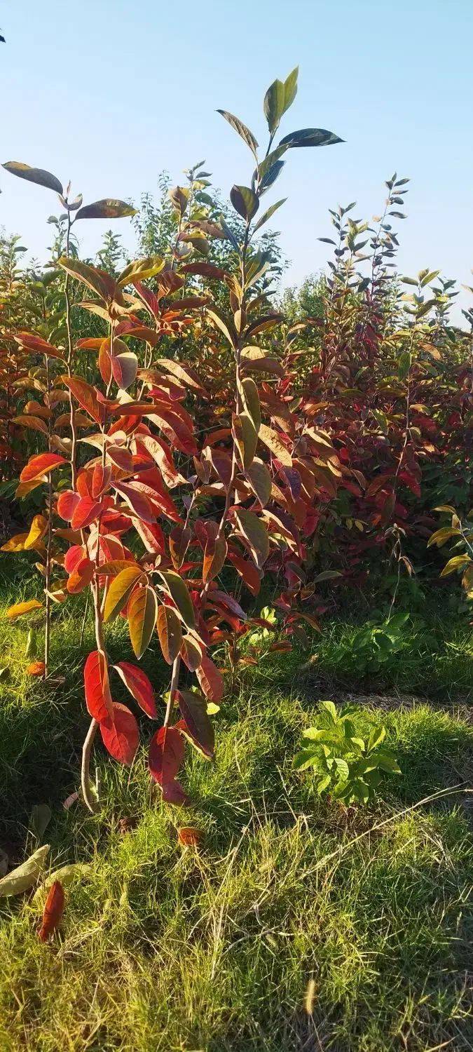 نهال فروشی|گل و گیاه طبیعی|فاضل آباد, |دیوار