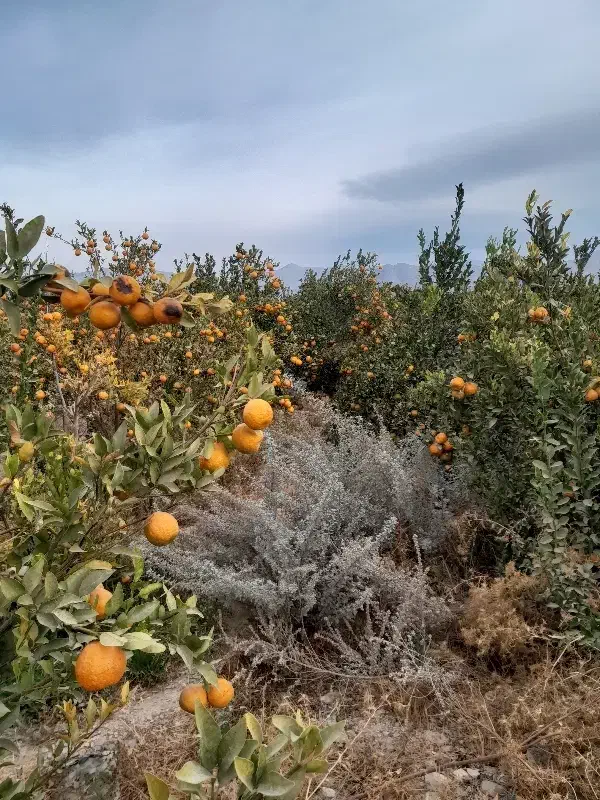 نهال پرتقال نارنگی لیمو|عمده‌فروشی|سراوان, |دیوار