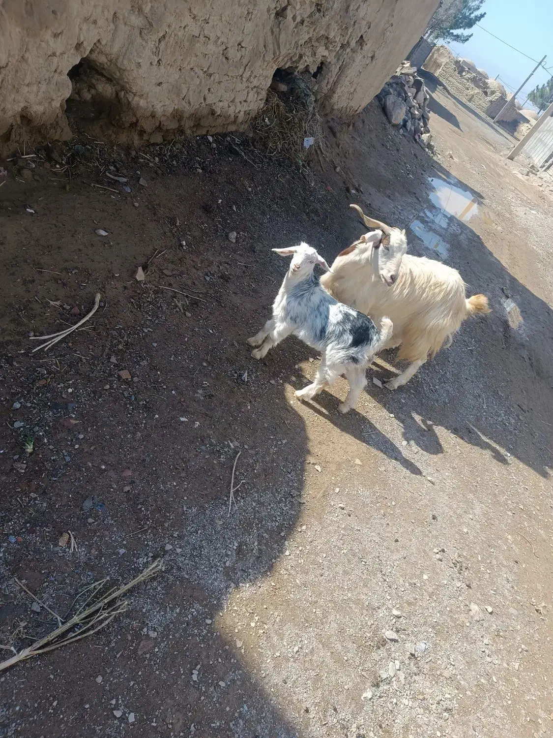 گوسفند|حیوانات مزرعه|بیرجند, |دیوار