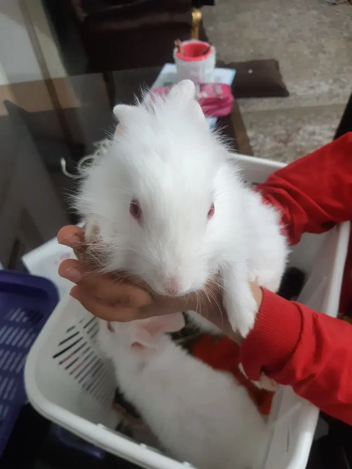 خرگوش سفید لوپی|موش و خرگوش|یزد, |دیوار