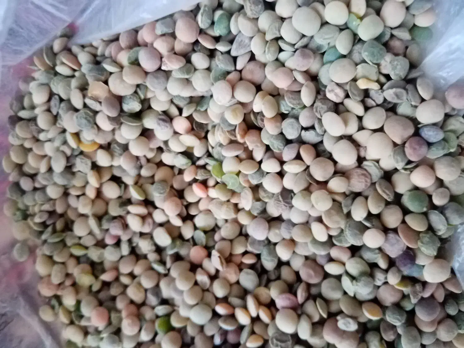 نخود عدس تخمه کدو|خوردنی و آشامیدنی|بهمن صغاد, |دیوار