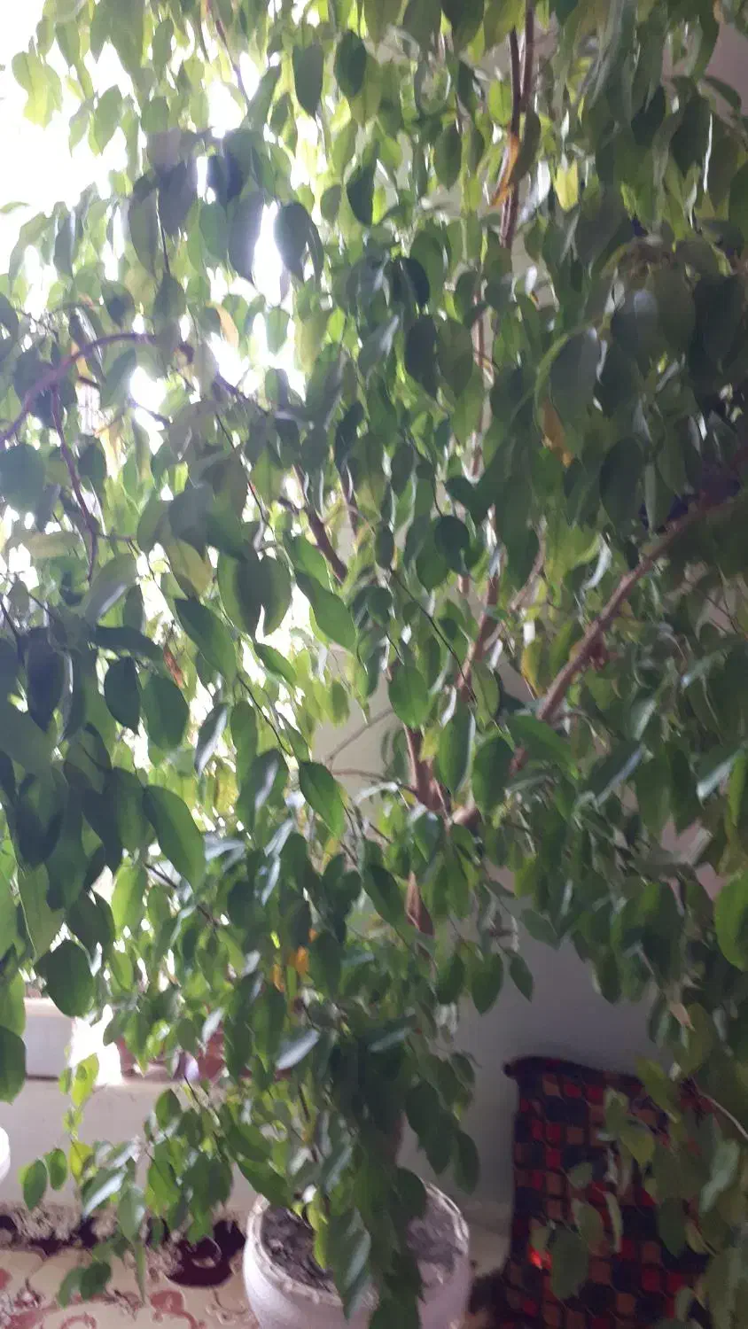 دوتاگل یکی مطبخ ویکی بنجامین هرکدام چهارمیلیون|گل و گیاه طبیعی|میاندوآب, |دیوار