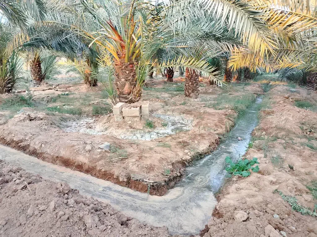 تمیز کاری نخیلات|خدمات باغبانی و درختکاری|امیدیه, |دیوار