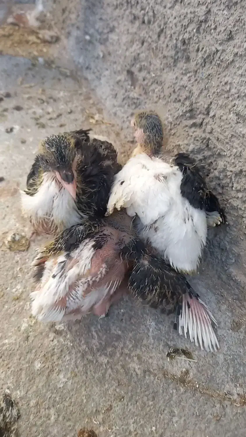 سه عدد جوجه دم سفید|پرنده|اسفراین, |دیوار