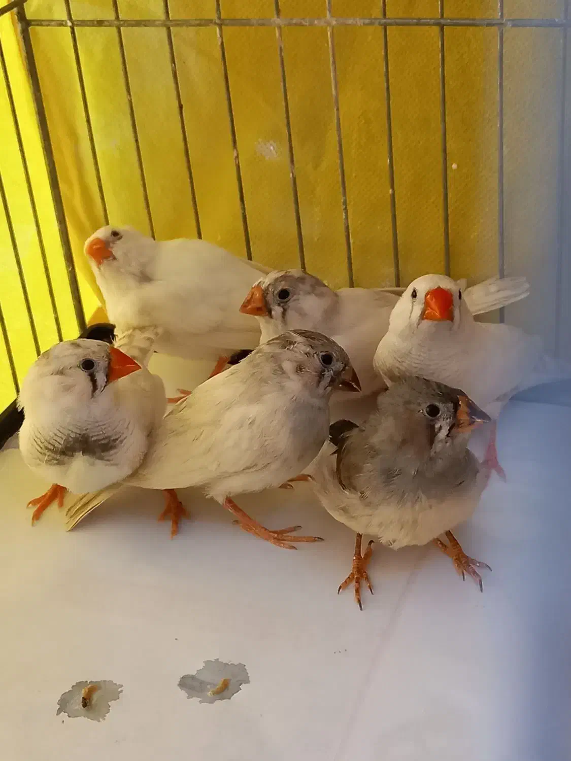 فنچ زبرا ۱۲۰ تومن|پرنده|تهران, فردوس|دیوار