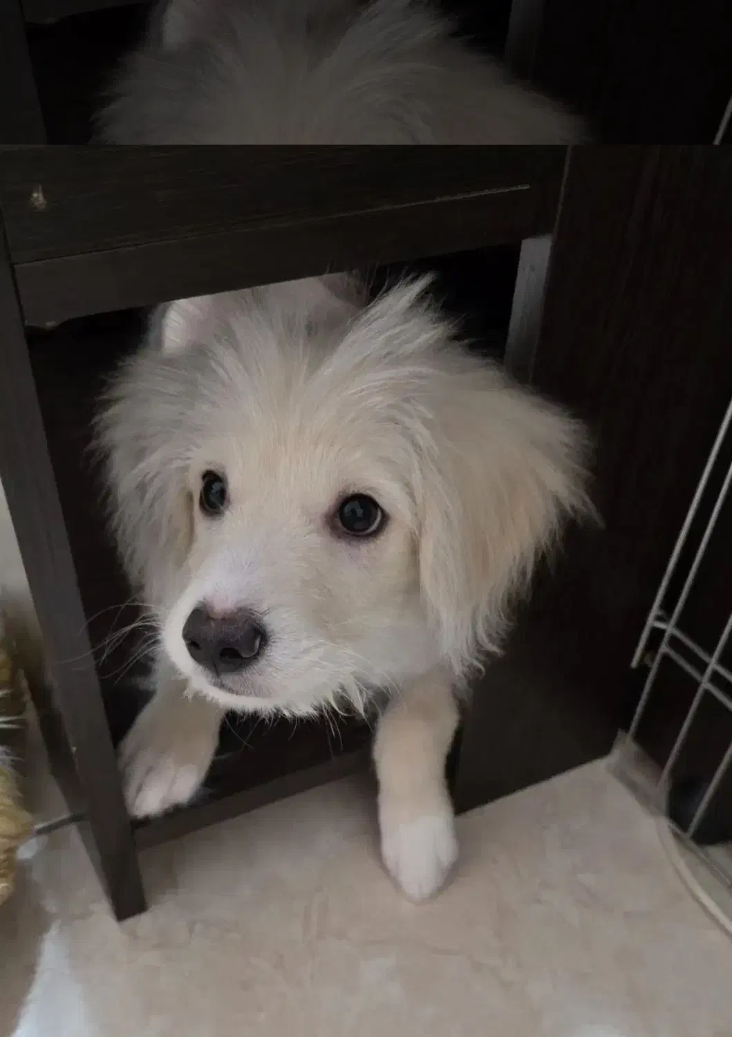 حیوان خانگی|سگ|سقز, |دیوار