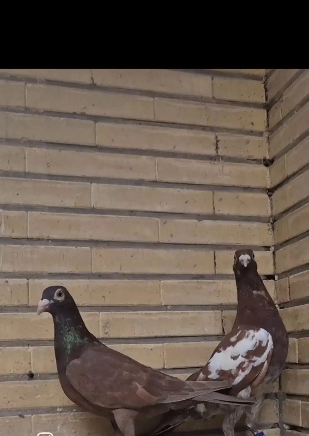 کارل|پرنده|مشهد, کوشک مهدی|دیوار