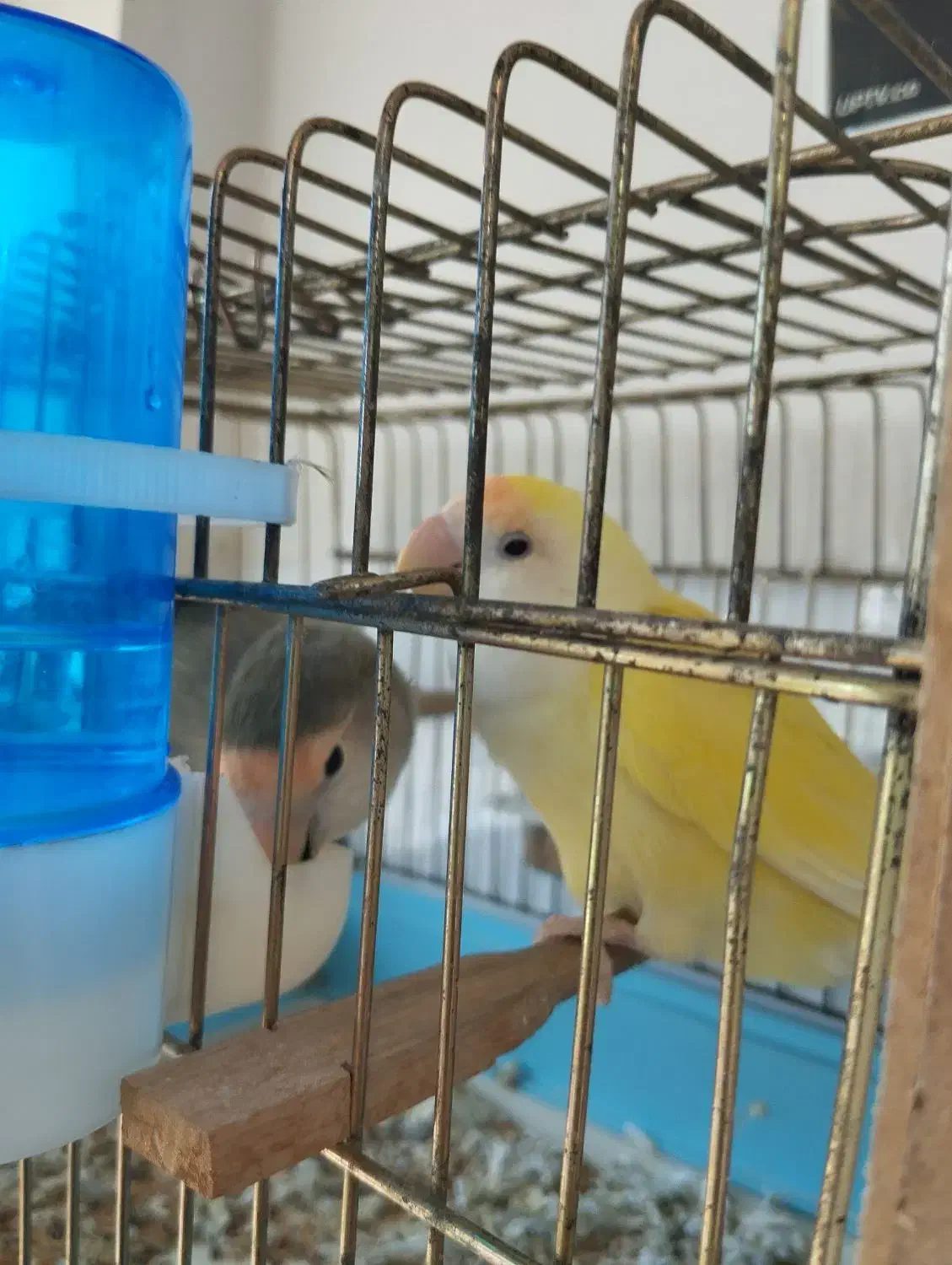 طوطی برزیلی مولد|پرنده|اردبیل, |دیوار