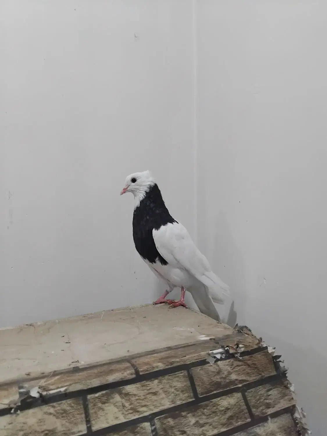 کبوتر طوقی|پرنده|گتوند, |دیوار