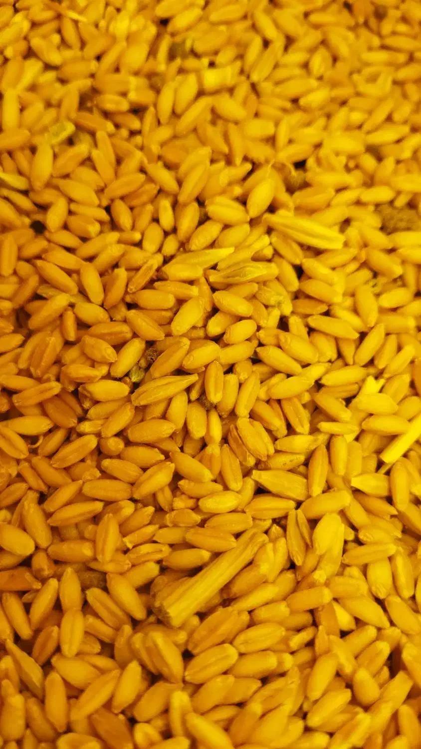 گندم دیم تمیز|لوازم جانبی حیوانات|مسجد سلیمان, |دیوار