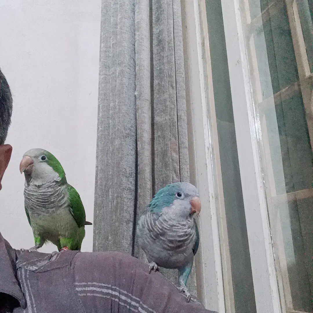 دوعدد طوطی راهب فوق دستی درحد عروسک|پرنده|آبپخش, |دیوار