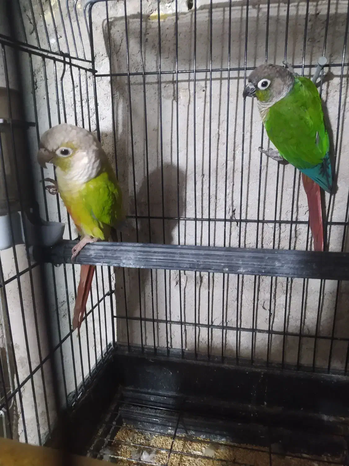 گرینچیک مولد|پرنده|ابهر, |دیوار