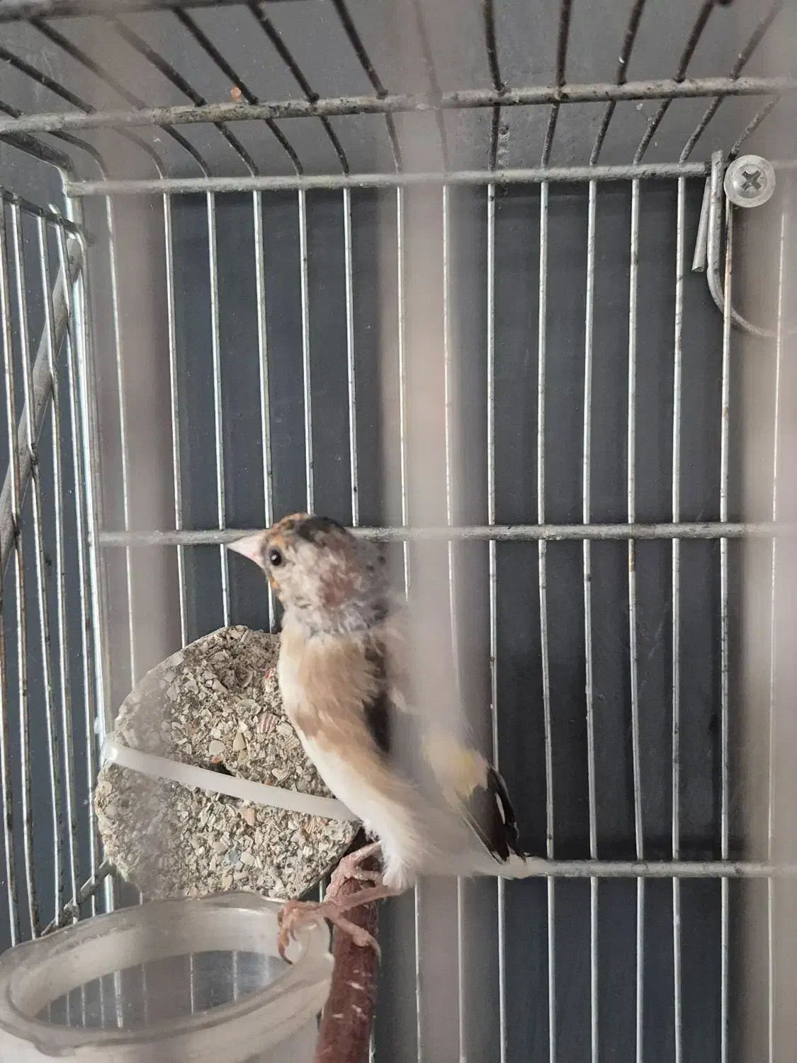 سهره نر|پرنده|اصفهان, محله سفلی|دیوار