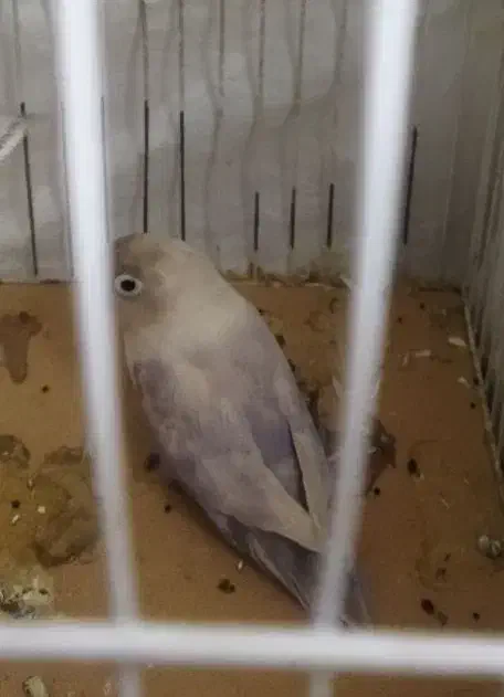 کوتوله ماده|پرنده|یزد, |دیوار