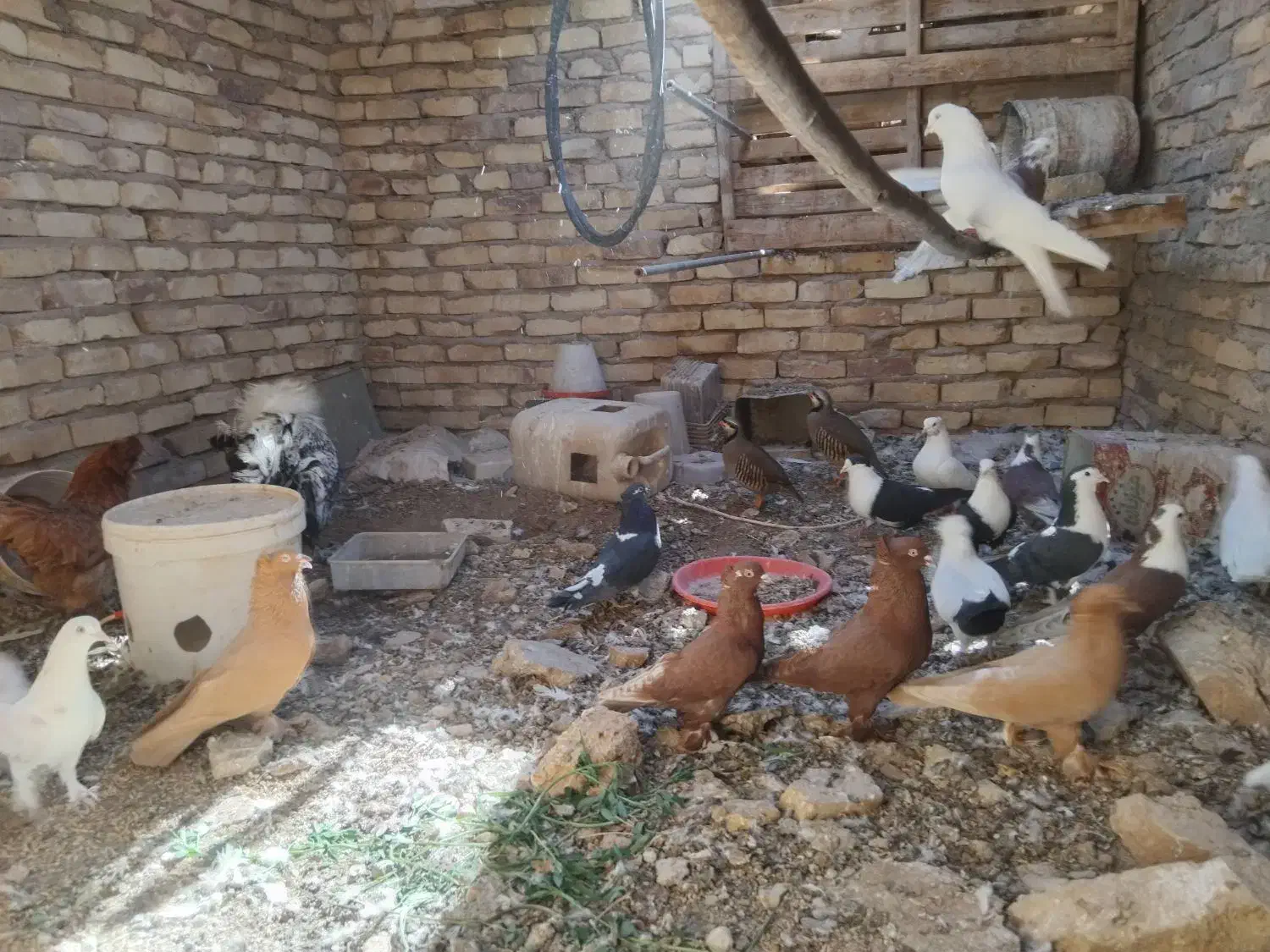 زینتی جوجه|پرنده|اردکان, |دیوار