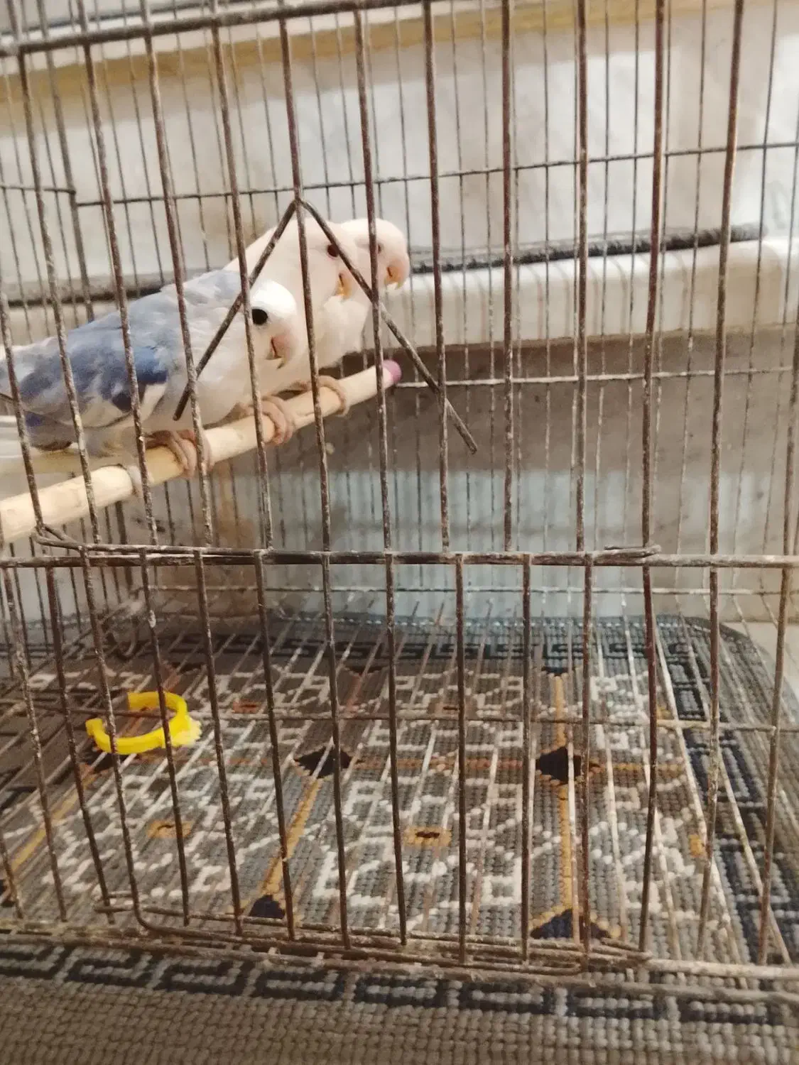 یک جفت طوطی برزیلی با جوجه|پرنده|محمدشهر, کوی بهار|دیوار