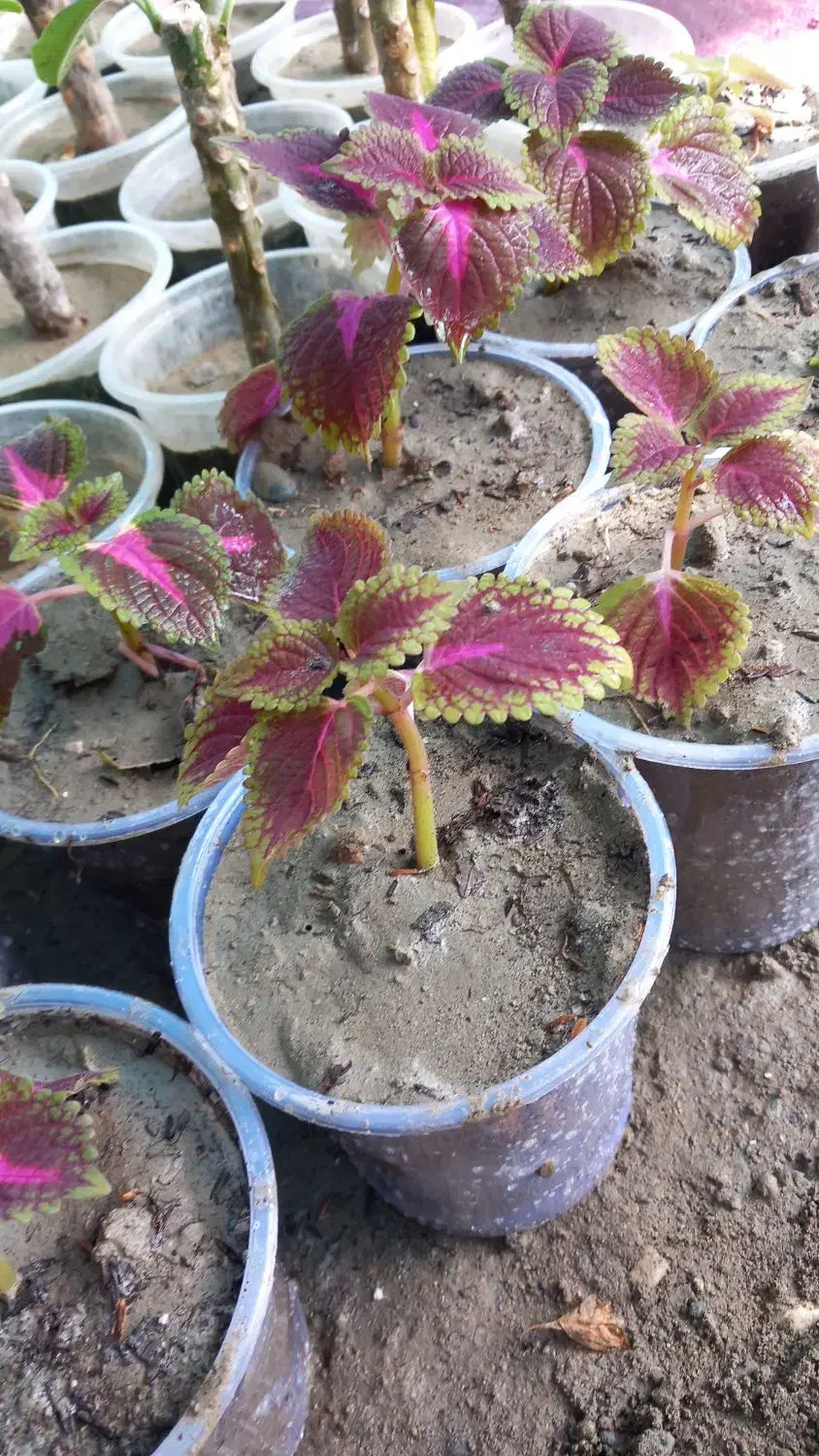 فروش گل های گرمسیری و تولید انواع گل وطراحی باغچه|گل و گیاه طبیعی|میناب, |دیوار