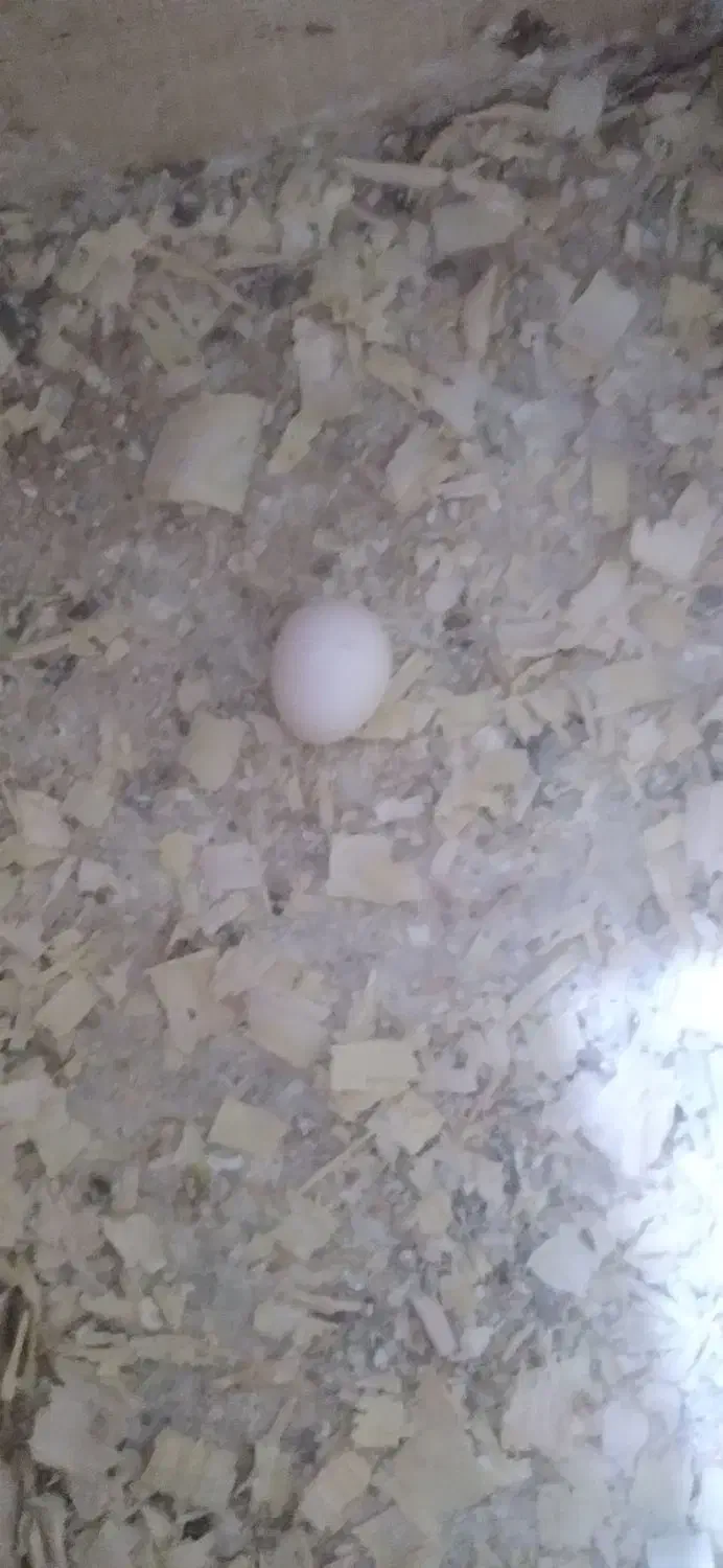 تخم عروس هلندی نطفه دار|پرنده|رشت, پیرکلاچای|دیوار