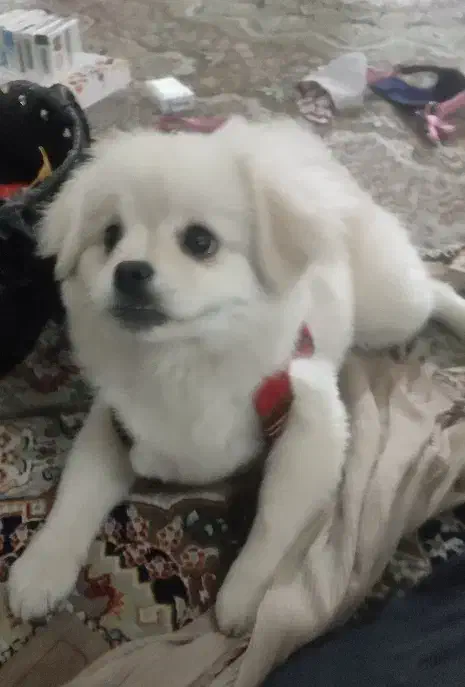 فروش توله ۷ ماهه پامرین پیکینز بسیار زیبا|سگ|تهران, ایوانک|دیوار