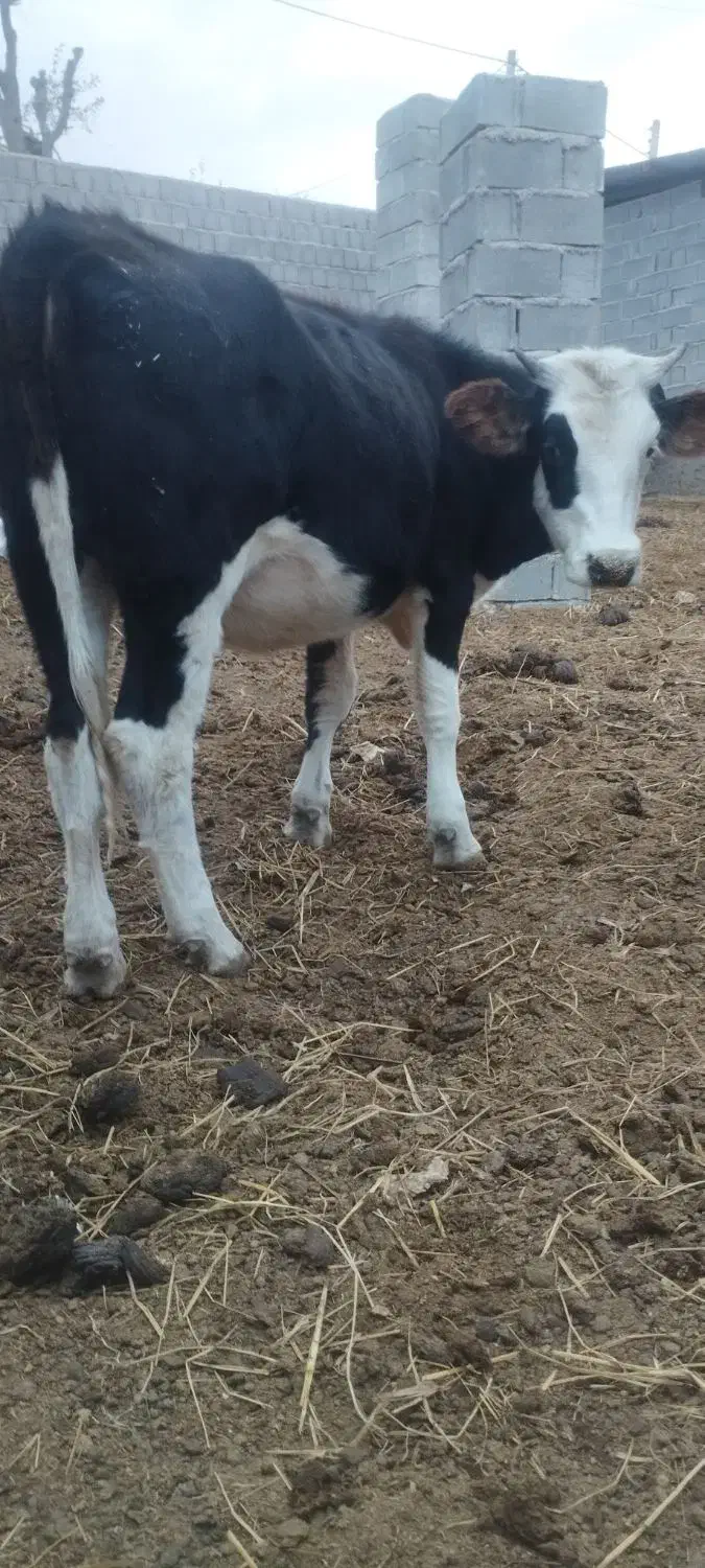 تلسه|حیوانات مزرعه|فراغی, |دیوار