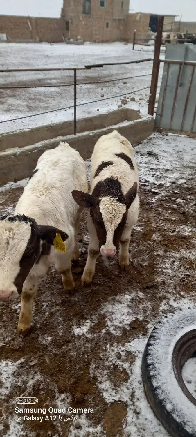 گوشت بسته بندی|خوردنی و آشامیدنی|تهران, جوادیه|دیوار