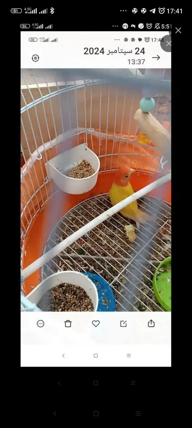 کوتوله اوپال و عروس زیبا|پرنده|رشت, پاره بیجار|دیوار