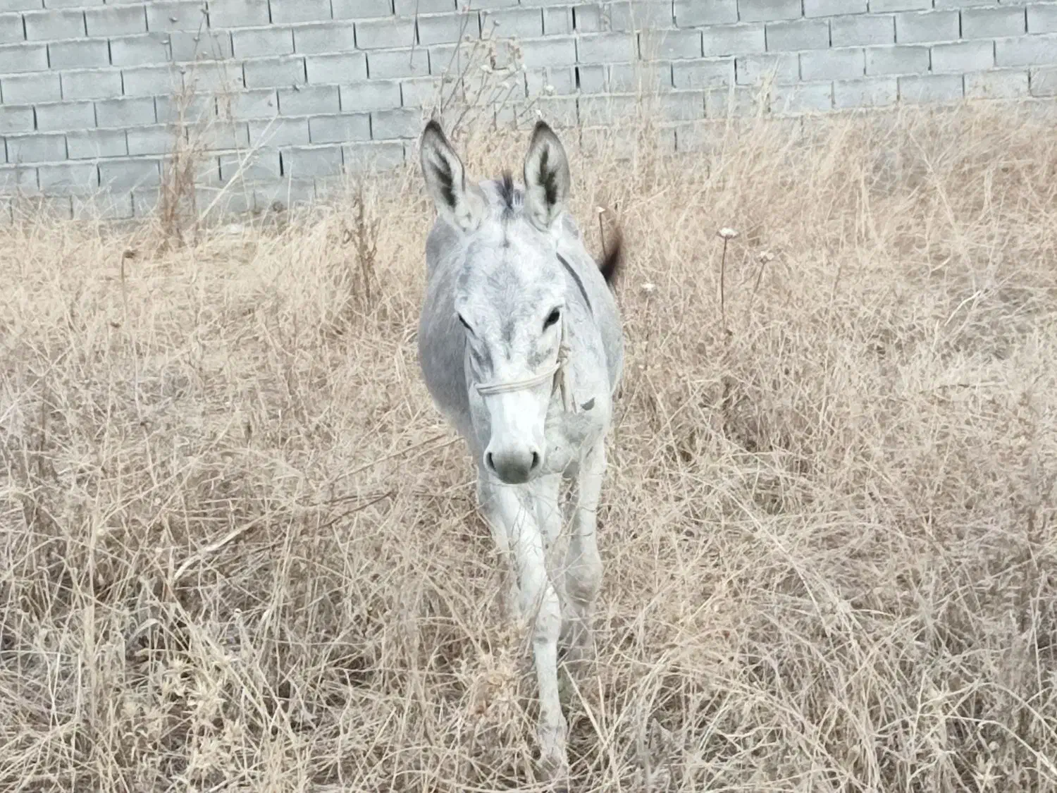 الاغ نر|حیوانات مزرعه|فراغی, |دیوار