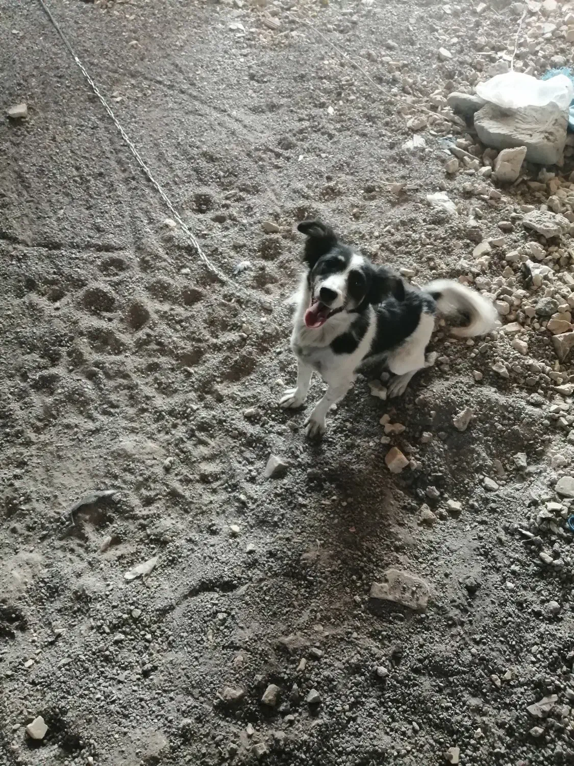 سگ ژرمن|سگ|بیرجند, |دیوار